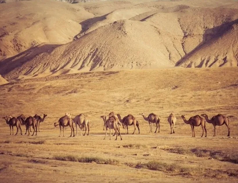 Desierto de Israel