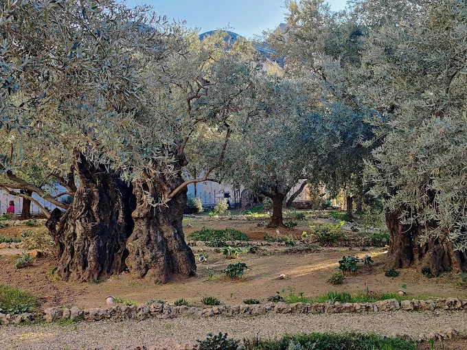 Jardín de Getsemaní