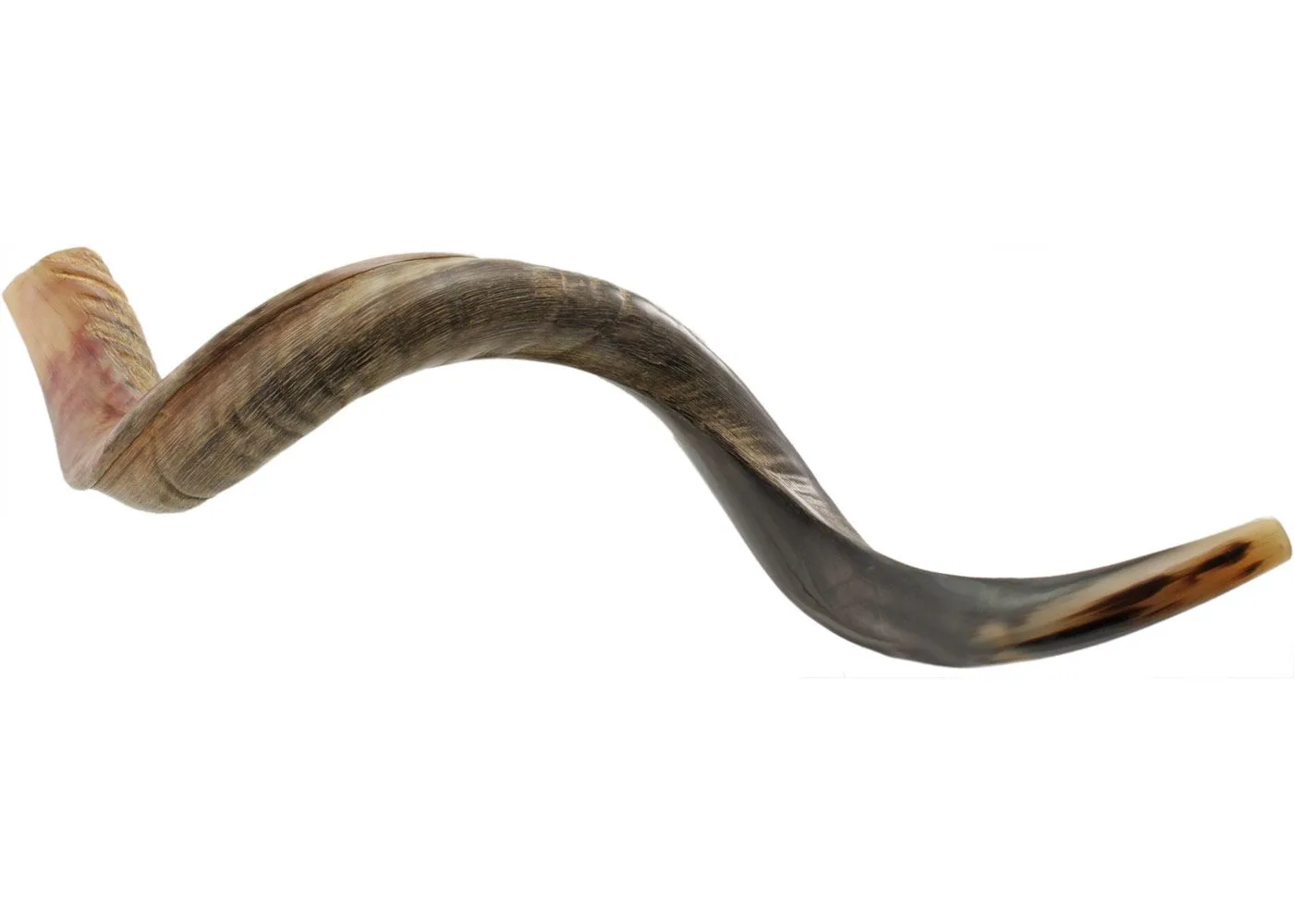 Shofar hebreo autentico