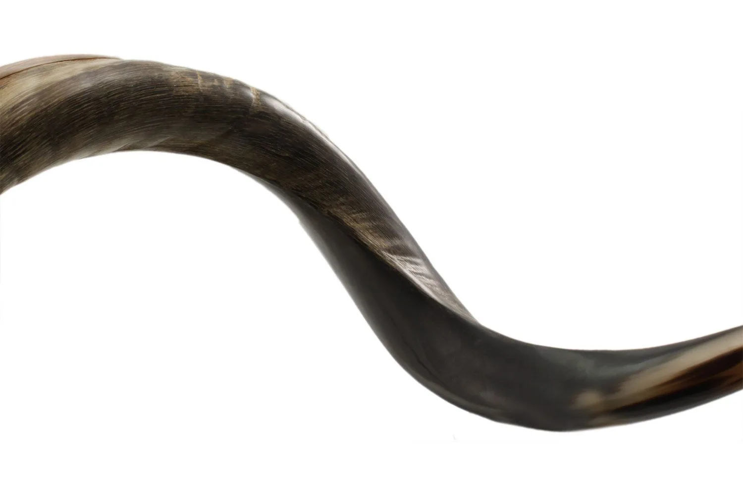 Shofar Kudu Yemeni